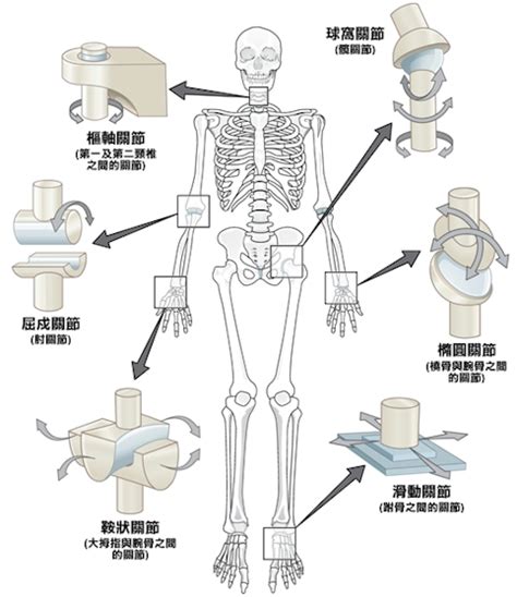 屈戌關節|滑車關節